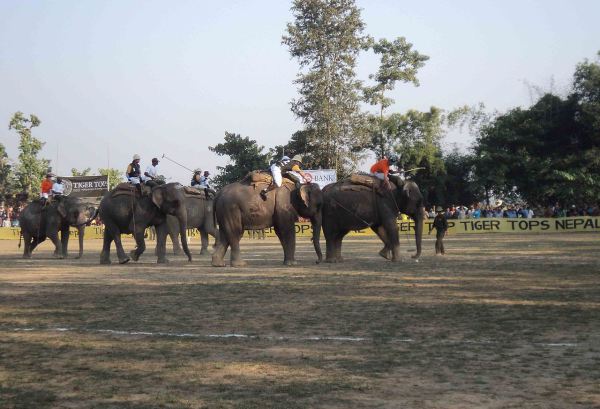 Una escena del elefante Polo en Chitwan